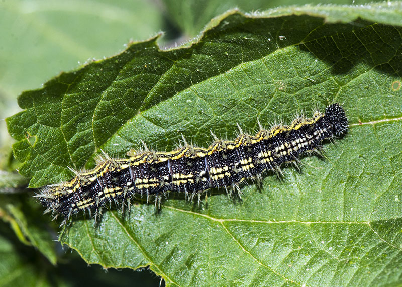 Bruco da id - Aglais urticae, Nymphalidae